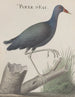 Natuurhistorie van Saint-Domingue Pl058 - René de Rabi — weergave van het kunstwerk