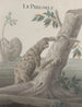 Natuurhistorie van Saint-Domingue Pl059 - René de Rabi — weergave van het kunstwerk