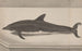 Natuurhistorie van Saint-Domingue Pl061 - René de Rabi — weergave van het kunstwerk