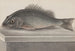 Histoire naturelle de Saint-Domingue Pl067 - René de Rabi — weergave van het kunstwerk