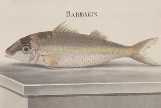 Ren de Rabi - Natural history of Saint Domingue Pl068.webp