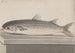 Natuurhistorie van Saint-Domingue Pl069 - René de Rabi — weergave van het kunstwerk