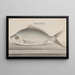 Histoire naturelle de Saint-Domingue Pl. 072 - René de Rabi — ingelijst kunstwerk aan de muur