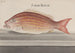 Natuurhistorie van Saint-Domingue Pl074 - René de Rabi — weergave van het kunstwerk