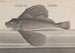 Histoire Naturelle de Saint-Domingue Pl076 - René de Rabi — weergave van het kunstwerk