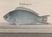 Geschiedenis van de Natuur van Saint-Domingue Pl077 - René de Rabi — weergave van het kunstwerk