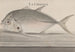 Histoire naturelle de Saint-Domingue Pl078 - René de Rabi — weergave van het kunstwerk