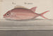 Natuurhistorie van Saint-Domingue Pl. 079 - René de Rabi — weergave van het kunstwerk