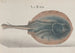 Natuurhistorie van Saint-Domingue Pl081 - René de Rabi — weergave van het kunstwerk