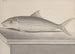 Natuurhistorie van Saint-Domingue Pl092 - René de Rabi — weergave van het kunstwerk