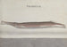 Natuurhistorie van Saint-Domingue Pl101 - René de Rabi — weergave van het kunstwerk