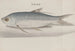 Geschiedenis van de Natuur van Saint-Domingue, Pl. 105 - René de Rabi — weergave van het kunstwerk