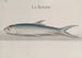 Histoire naturelle de Saint-Domingue, Pl110 - René de Rabi — weergave van het kunstwerk