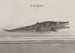 Natuurhistorie van Saint-Domingue Pl117 - René de Rabi — weergave van het kunstwerk