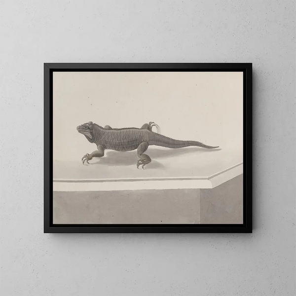 Histoire naturelle de Saint-Domingue Pl119 - René de Rabi — framed artwork on a wall