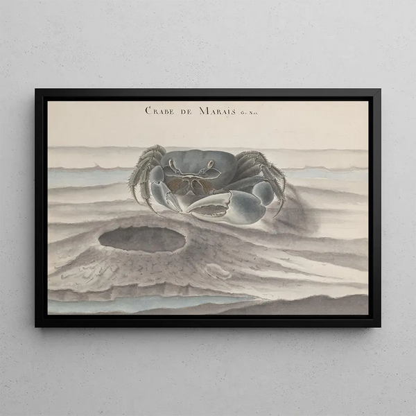 Natural History of Saint-Domingue, Pl. 120 - René de Rabi — framed artwork on a wall