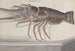 Histoire naturelle de Saint-Domingue Pl133 - René de Rabi — weergave van het kunstwerk