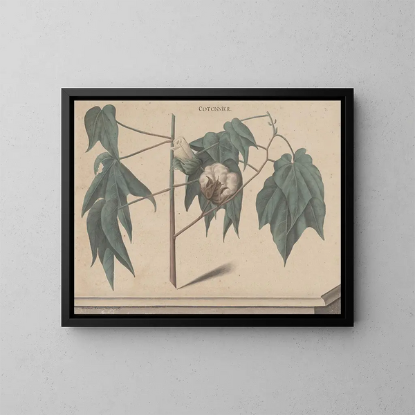Natuurhistorie van Saint-Domingue Pl135 - René de Rabi — ingelijst kunstwerk aan de muur