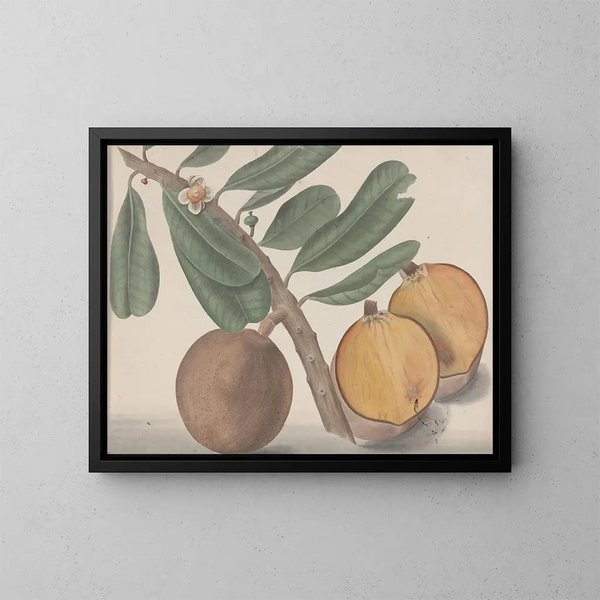 Natuurhistorie van Saint-Domingue Pl140 - René de Rabi — ingelijst kunstwerk aan de muur