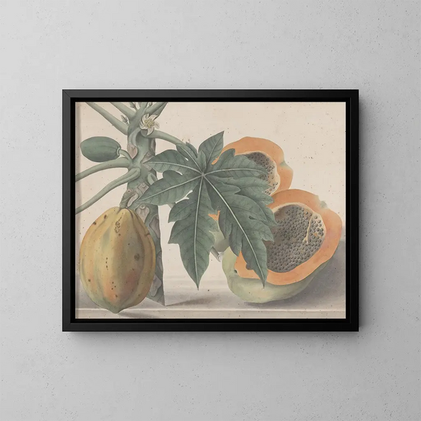 Natuurhistorie van Saint-Domingue Pl141 - René de Rabi — ingelijst kunstwerk aan de muur
