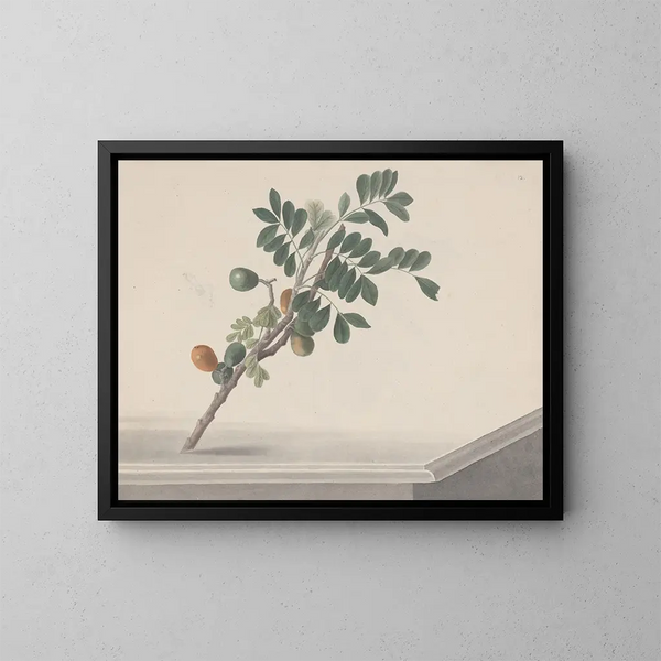 Geschiedenis van de Natuur van Saint-Domingue Pl143 - René de Rabi — ingelijst kunstwerk aan de muur