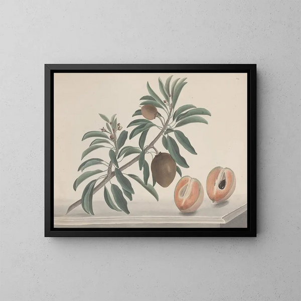 Natuurhistorie van Saint-Domingue Pl144 - René de Rabi — ingelijst kunstwerk aan de muur