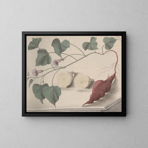 Natuurhistorie van Saint-Domingue Pl149 - René de Rabi — ingelijst kunstwerk aan de muur