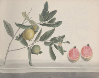 Ren de Rabi - Natural history of Saint Domingue Pl152.webp