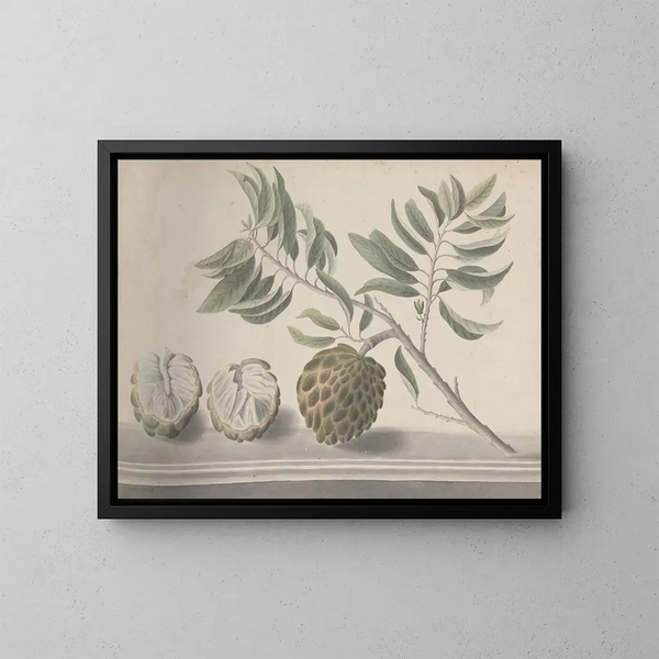 Natuurhistorie van Saint-Domingue Pl153 - René de Rabi — ingelijst kunstwerk aan de muur