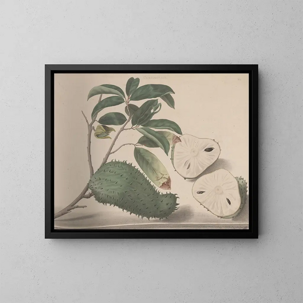 Natuurhistorie van Saint-Domingue Pl154 - René de Rabi — ingelijst kunstwerk aan de muur