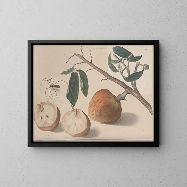 Natuurhistorie van Saint-Domingue Pl155 - René de Rabi — ingelijst kunstwerk aan de muur