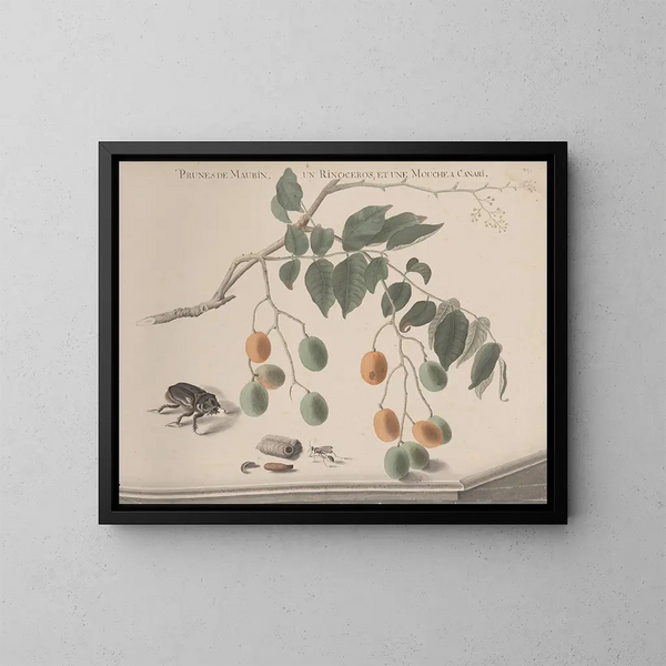 Natuurhistorie van Saint-Domingue Pl158 - René de Rabi — ingelijst kunstwerk aan de muur