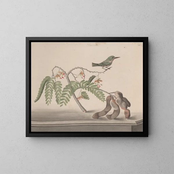 Natuurhistorie van Saint-Domingue Pl159 - René de Rabi — ingelijst kunstwerk aan de muur