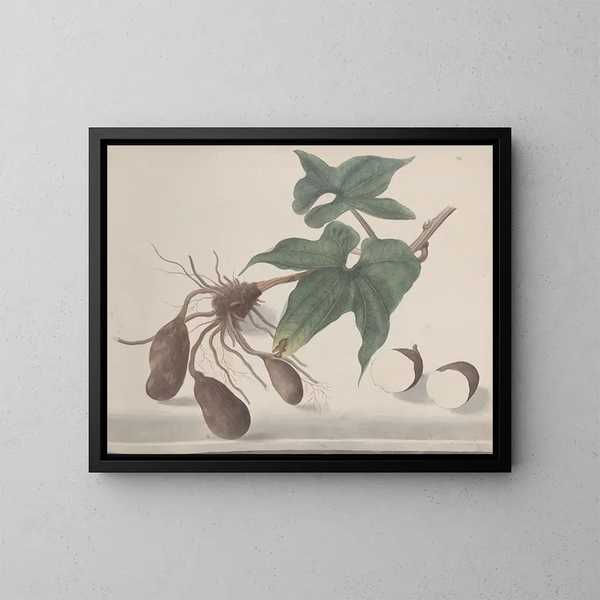 Natuurhistorie van Saint-Domingue Pl160 - René de Rabi — ingelijst kunstwerk aan de muur