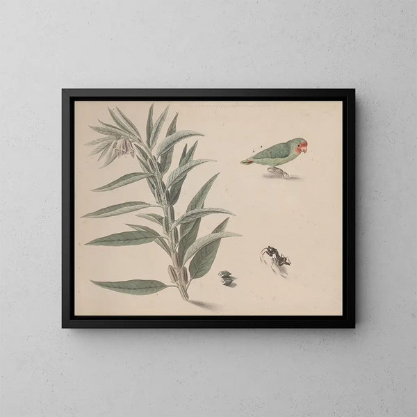 Natuurhistorie van Saint-Domingue Pl164 - René de Rabi — ingelijst kunstwerk aan de muur