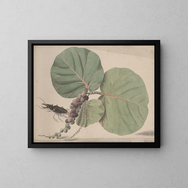 Geschiedenis van de Natuur van Saint-Domingue Pl166 - René de Rabi — ingelijst kunstwerk aan de muur