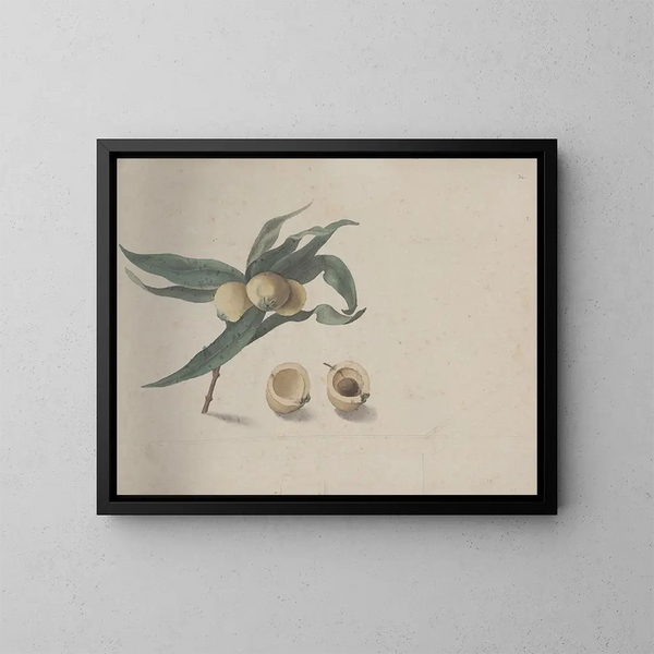 Histoire naturelle de Saint-Domingue Pl167 - René de Rabi — ingelijst kunstwerk aan de muur