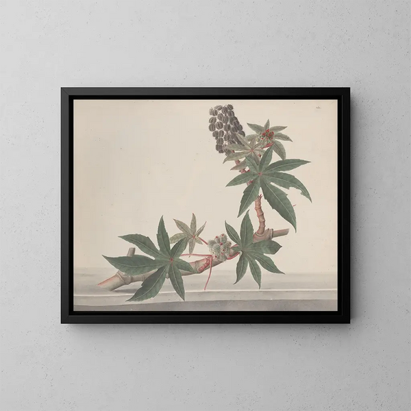 Natuurhistorie van Saint-Domingue Pl178 - René de Rabi — ingelijst kunstwerk aan de muur