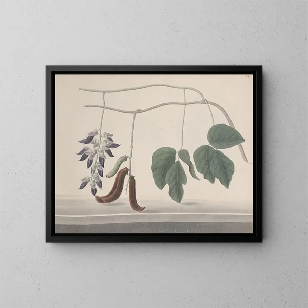 Natuurhistorie van Saint-Domingue Pl180 - René de Rabi — ingelijst kunstwerk aan de muur