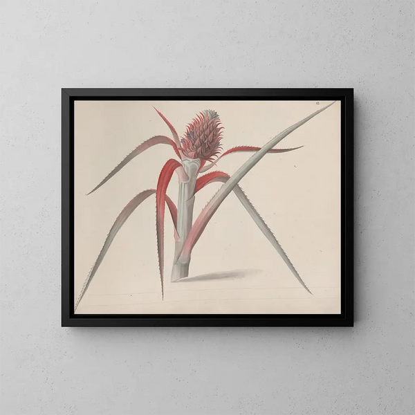 Histoire naturelle de Saint-Domingue Pl184 - René de Rabi — ingelijst kunstwerk aan de muur
