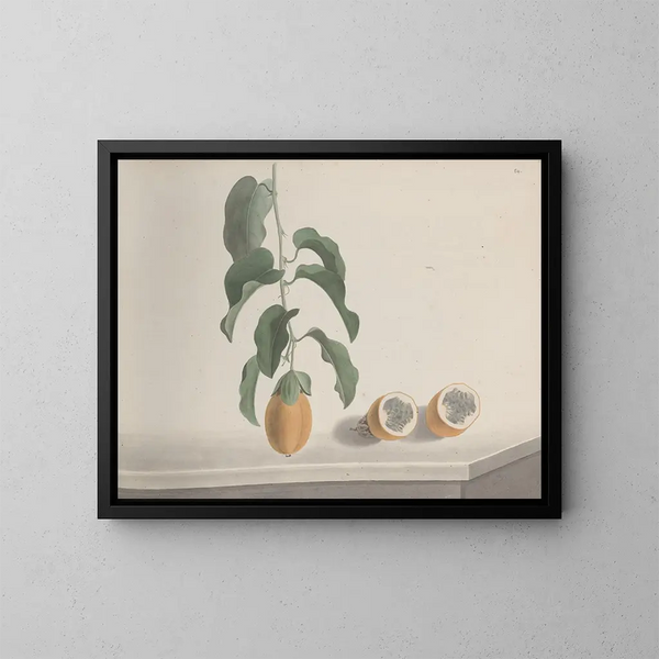 Natuurhistorie van Saint-Domingue Pl186 - René de Rabi — ingelijst kunstwerk aan de muur