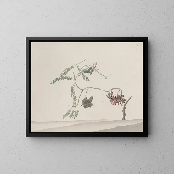 Histoire naturelle de Saint-Domingue Pl188 - René de Rabi — ingelijst kunstwerk aan de muur
