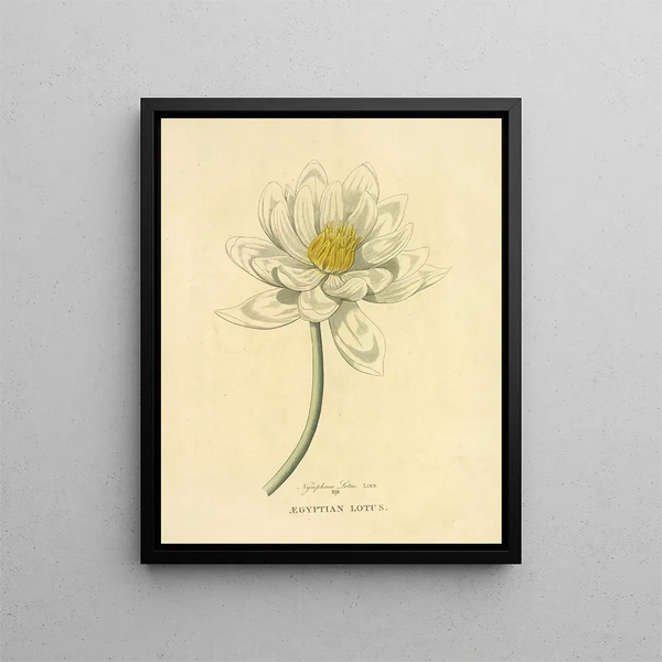 Richard Duppa - Egyptian Lotus.webp