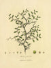 Libyan Lotus — Richard Duppa — thorny shrub with leaves, flowers and fruit