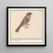 Ringmus Passer montanus - Anselmus Botius de Boodt — ingelijst kunstwerk aan de muur