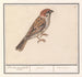 Ringmus Passer montanus - Anselmus Botius de Boodt — weergave van het kunstwerk