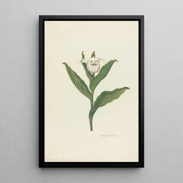 Sabot de Vénus Cypripedium Canadense Calceolus Maria - Robert Blyth — ingelijst kunstwerk aan de muur
