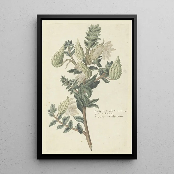 Asclepias cancellata or Gomphocarpus cancellatus Burmf Bruyns, Cape milkweed or cotton - Robert Jacob Gordon — framed artwork on a wall
