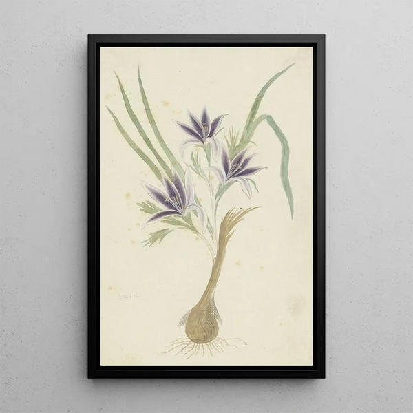 Babiana sambucina Jacq Ker Gawl, Bobbejaantje - Robert Jacob Gordon — framed artwork on a wall