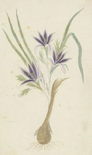 Robert Jacob Gordon - Babiana sambucina Jacq Ker Gawl Bobbejaantje.webp